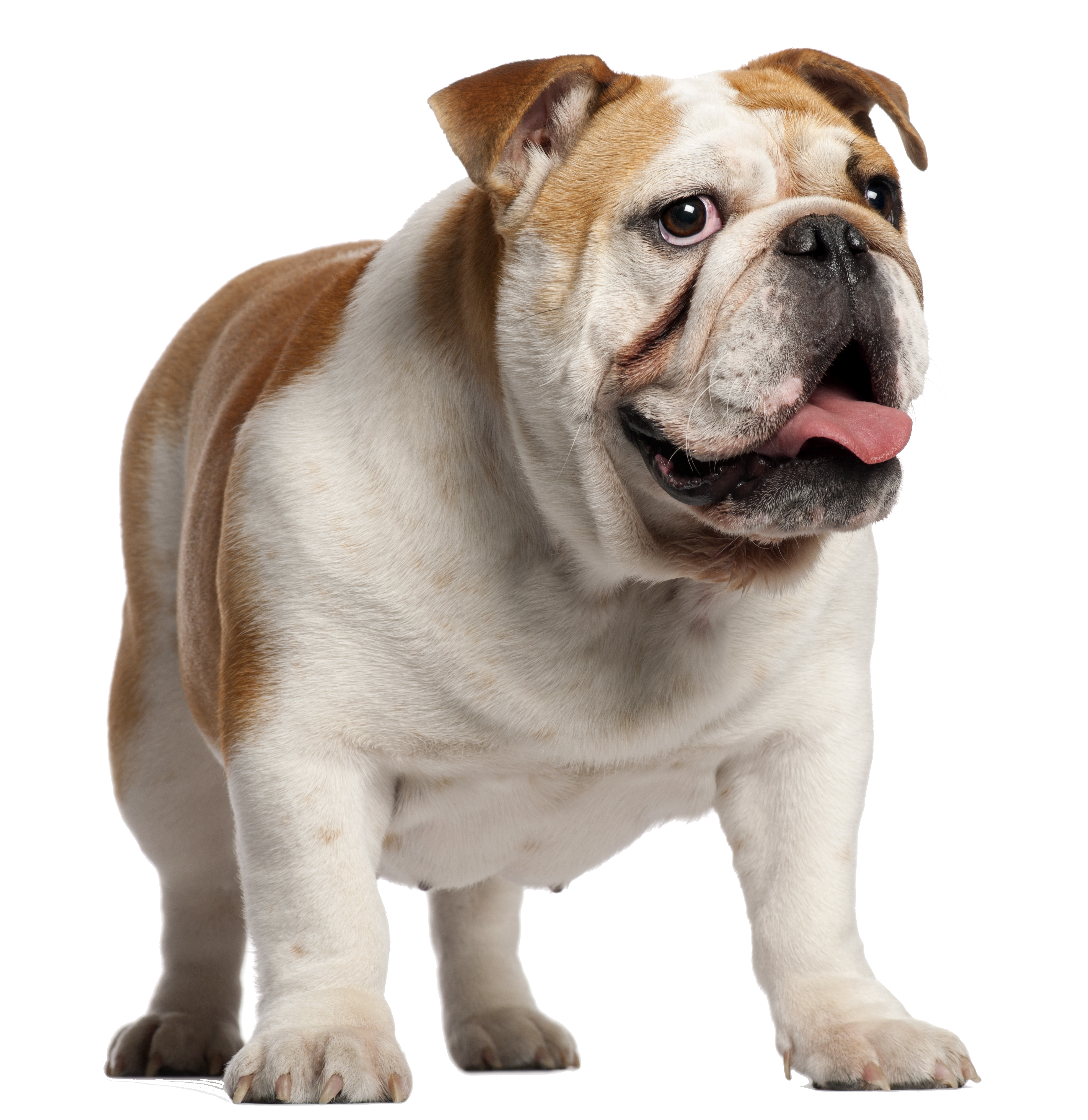 Bulldog_123rf